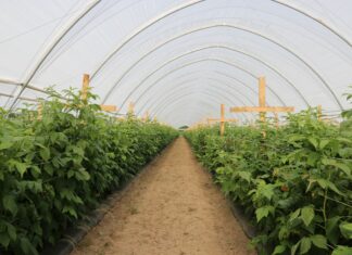 Regeneracja malin po zimie i wiosennych stresach