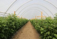 Produkcja malin przez cały sezon