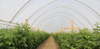 Produkcja malin przez cały sezon