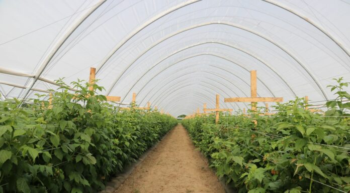 Produkcja malin przez cały sezon