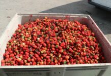 Na dobre ruszył skup truskawek – sprawdzamy ceny skup truskawek