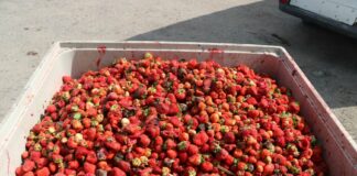 Na dobre ruszył skup truskawek – sprawdzamy ceny skup truskawek