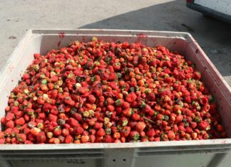 Na dobre ruszył skup truskawek – sprawdzamy ceny skup truskawek