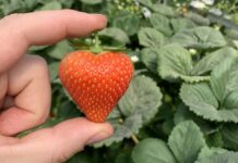 Nowość! Malling™ Ace – truskawka owocująca od maja do września