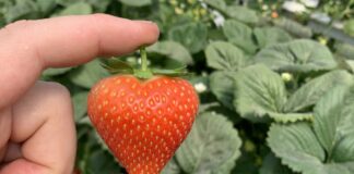 Nowość! Malling™ Ace – truskawka owocująca od maja do września