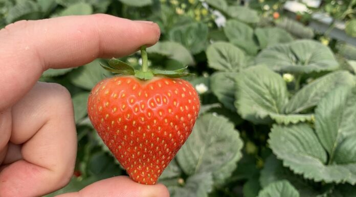 Nowość! Malling™ Ace – truskawka owocująca od maja do września