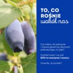 superowoce_haskap (4)