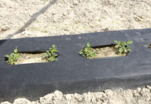 Uprawa malin w tunelach w rodzimej glebie