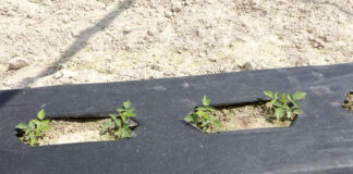 Uprawa malin w tunelach w rodzimej glebie