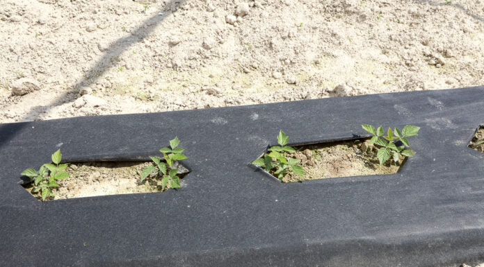 Uprawa malin w tunelach w rodzimej glebie