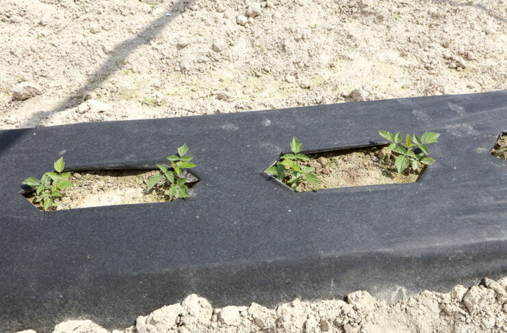 Uprawa malin w tunelach w rodzimej glebie