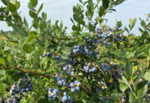 Eksport borówek z Gruzji rusza na dniach