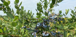 Eksport 200 000 t borówek z jednego kraju?! Tak! – twierdzą Peruwiańczycy.