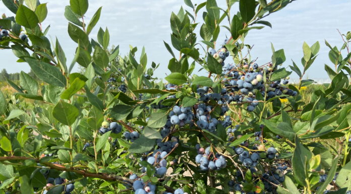Gruzja umacnia swoją pozycje w eksporcie borówek do Rosji