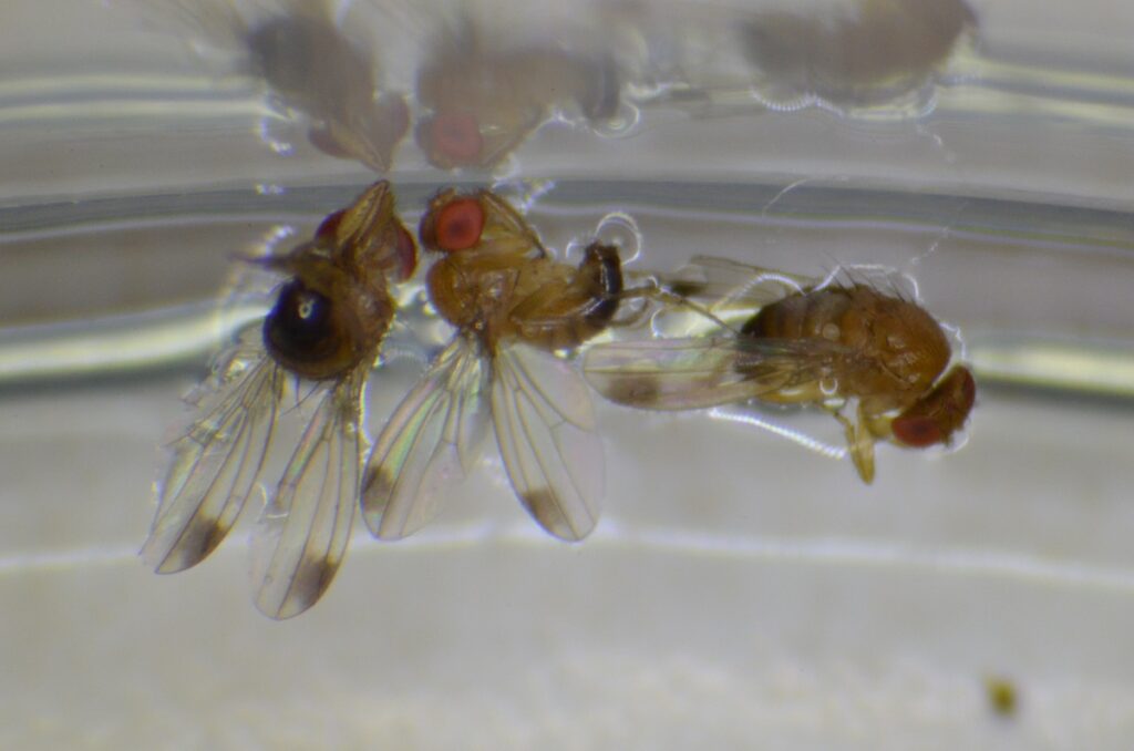 Samce muszki plamoskrzydłej, Drosophila suzukii (Fot. W. Piotrowski).
