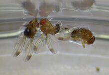 Drosophila suzukii – nacisk na legalizację nowego rozwiązania do walki ze szkodnikiem Samce muszki plamoskrzydłej, Drosophila suzukii (Fot. W. Piotrowski).