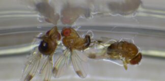 Muszka plamoskrzydła – czy znów zagraża plantacjom? Samce muszki plamoskrzydłej, Drosophila suzukii (Fot. W. Piotrowski).