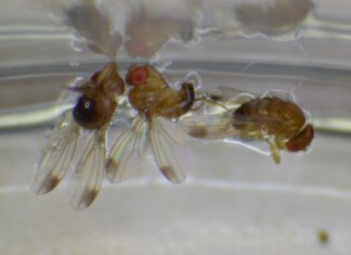 Muszka plamoskrzydła – czy znów zagraża plantacjom? Samce muszki plamoskrzydłej, Drosophila suzukii (Fot. W. Piotrowski).