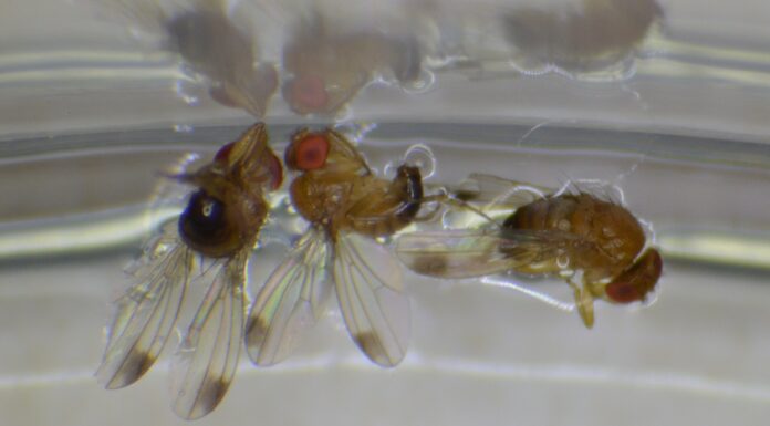 Drosophila suzukii – odławiają się pierwsze osobniki Samce muszki plamoskrzydłej, Drosophila suzukii (Fot. W. Piotrowski).