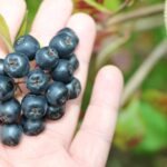 Aronia gotowa do zbioru