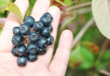 Uprawa aronii w Polsce – nasadzenia i wielkość produkcji