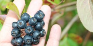 Ceny aronii 2022 – co nas czeka?