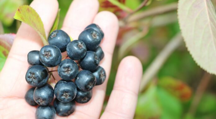 Uprawa aronii w Polsce – nasadzenia i wielkość produkcji