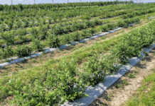 Borówkowe Factory 2021 na podsumowanie sezonu