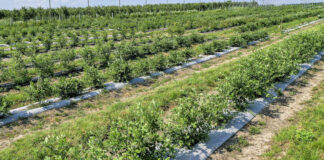 Borówkowe Factory 2021 na podsumowanie sezonu