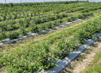 Borówkowe Factory 2021 na podsumowanie sezonu