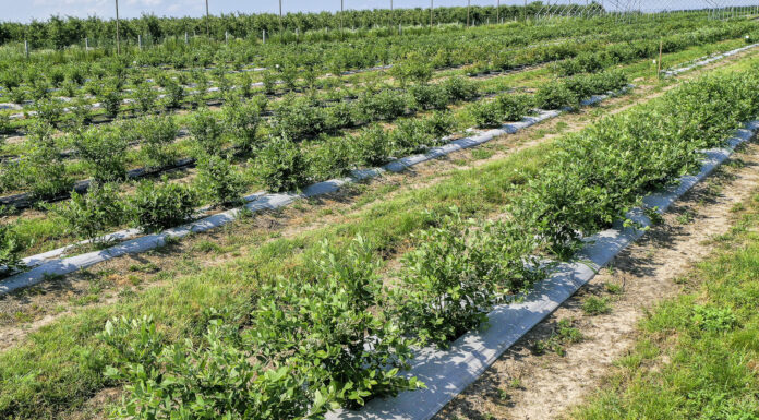 Borówkowe Factory 2021 na podsumowanie sezonu