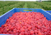 Rekordowe ceny malin a owoców brakuje