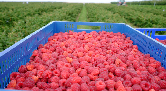 Rekordowe ceny malin a owoców brakuje