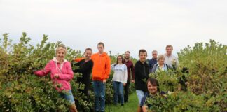 Dzień otwarty na plantacji aronii