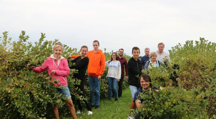 Dzień otwarty na plantacji aronii