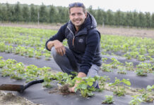 Ważne zabiegi na plantacjach truskawek sadzonych w sierpniu