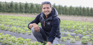 Ważne zabiegi na plantacjach truskawek sadzonych w sierpniu