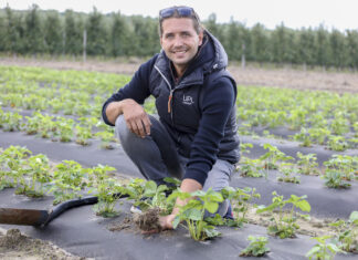 Ważne zabiegi na plantacjach truskawek sadzonych w sierpniu