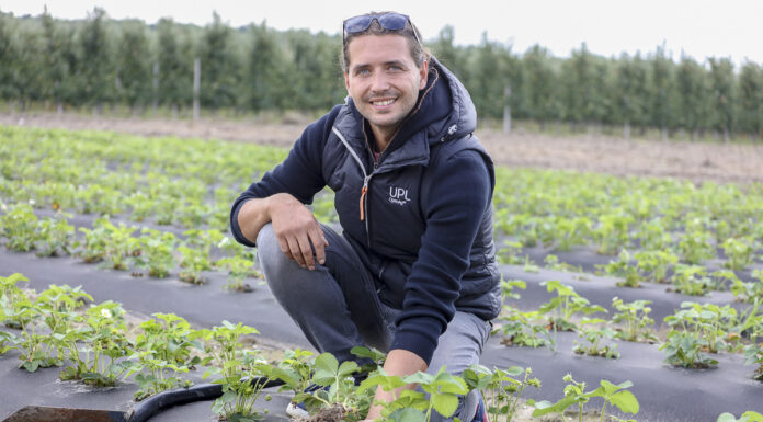Ważne zabiegi na plantacjach truskawek sadzonych w sierpniu