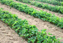 Nawożenie truskawek po zbiorze owoców – nowe propozycje od producenta nawozów Fructus