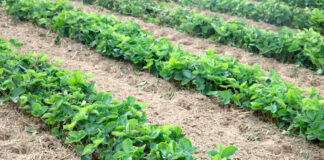 Nawożenie truskawek po zbiorze owoców – nowe propozycje od producenta nawozów Fructus