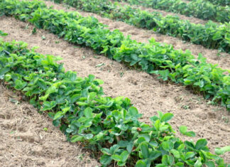 Nawożenie truskawek po zbiorze owoców – nowe propozycje od producenta nawozów Fructus