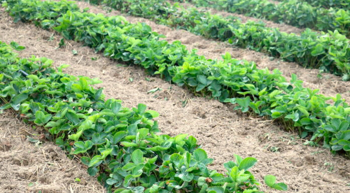 Nawożenie truskawek po zbiorze owoców – nowe propozycje od producenta nawozów Fructus