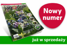 Jagodnik 6/2021 już w sprzedaży