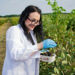Medycy_na_plantacjach_sl1 (2)