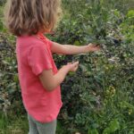 Medycy_na_plantacjach_sl2 (6)