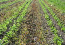 Pomocne rozwiązania w okresie zbiorów i po nich w produkcji truskawek