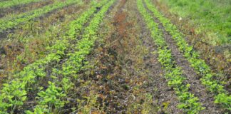 Pomocne rozwiązania w okresie zbiorów i po nich w produkcji truskawek