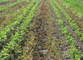 Pomocne rozwiązania w okresie zbiorów i po nich w produkcji truskawek