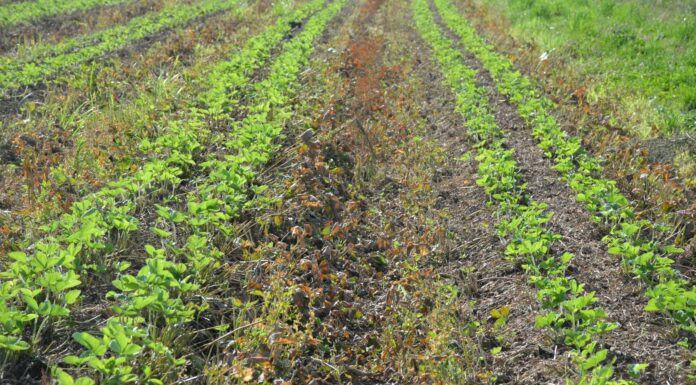 Pomocne rozwiązania w okresie zbiorów i po nich w produkcji truskawek